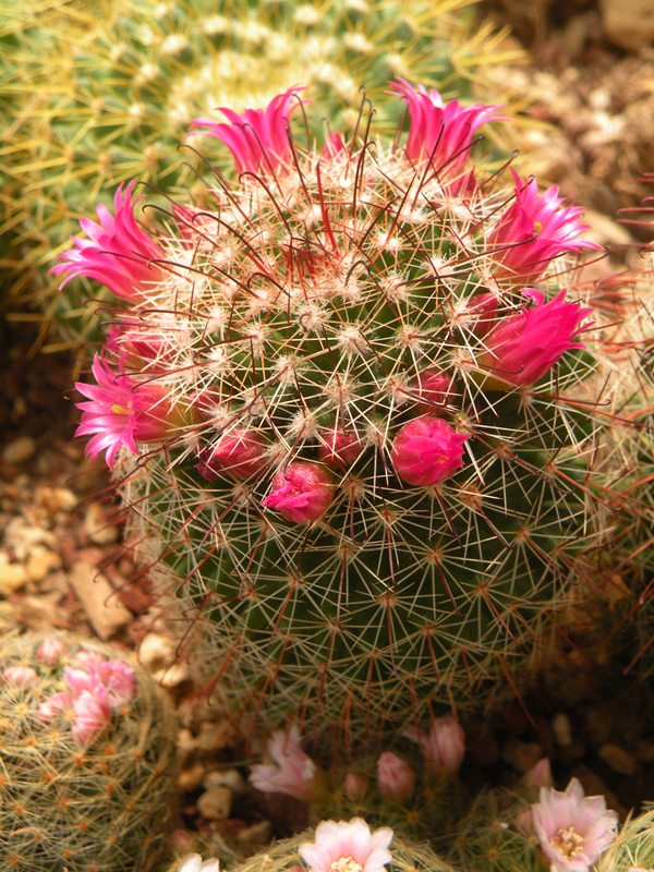 Mammillaria isotensis 