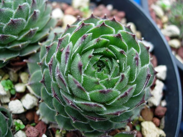 sempervivum italicum