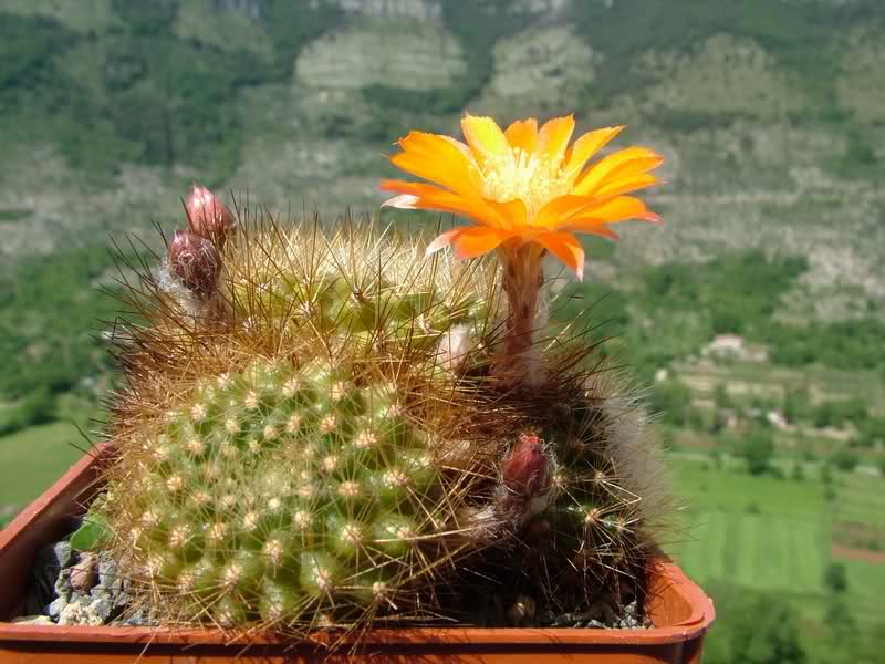 Rebutia brevistila 