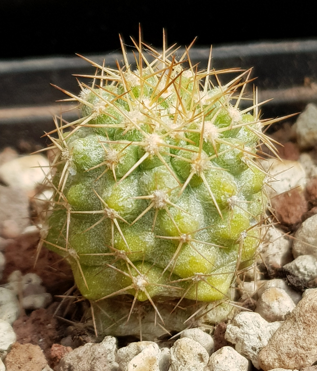 Copiapoa decorticans JA 96