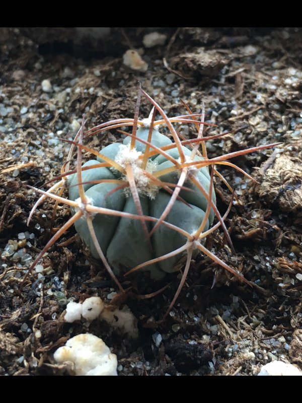 Echinocactus horizonthalonius JABO 27