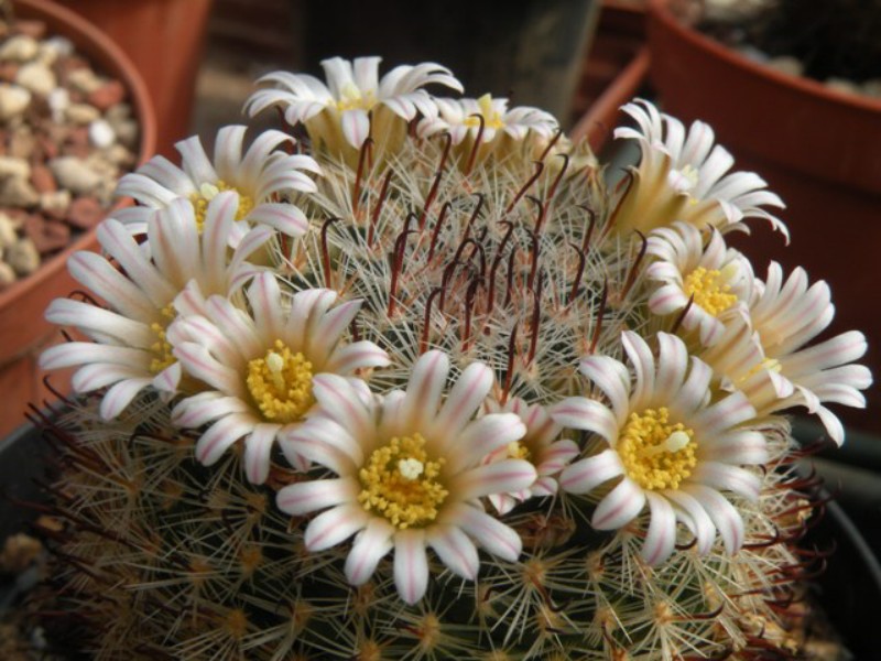 Mammillaria jaliscana ssp. zacatecasensis SB 432