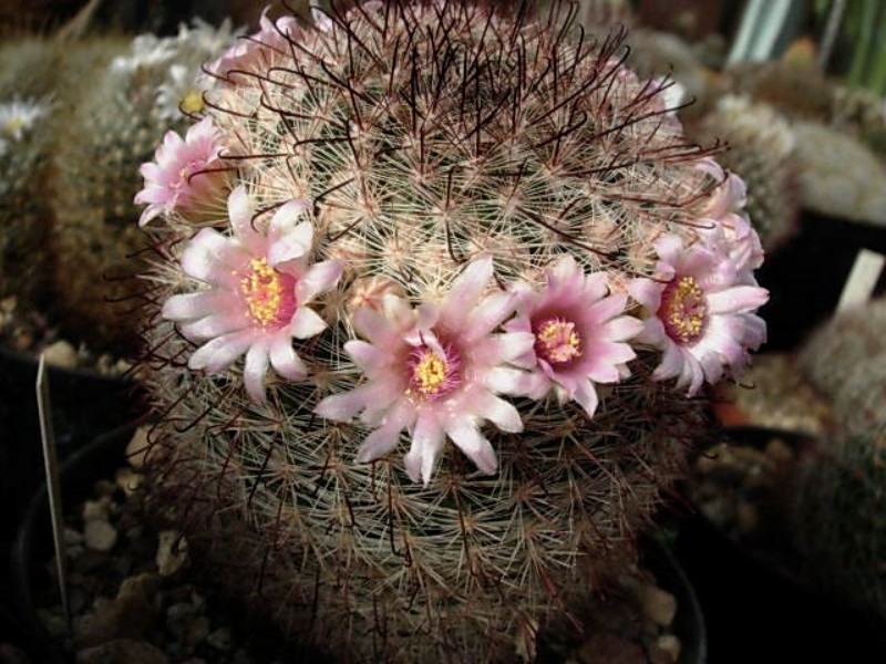 Mammillaria jaliscana LAU 1050