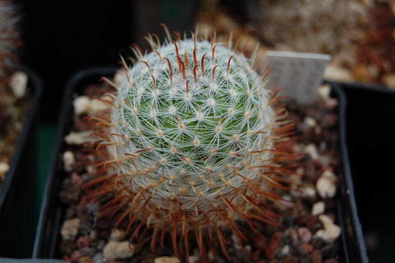 Mammillaria jaliscana REP 1748