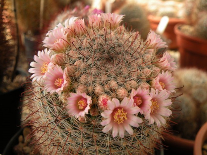 Mammillaria jaliscana LAU 1050