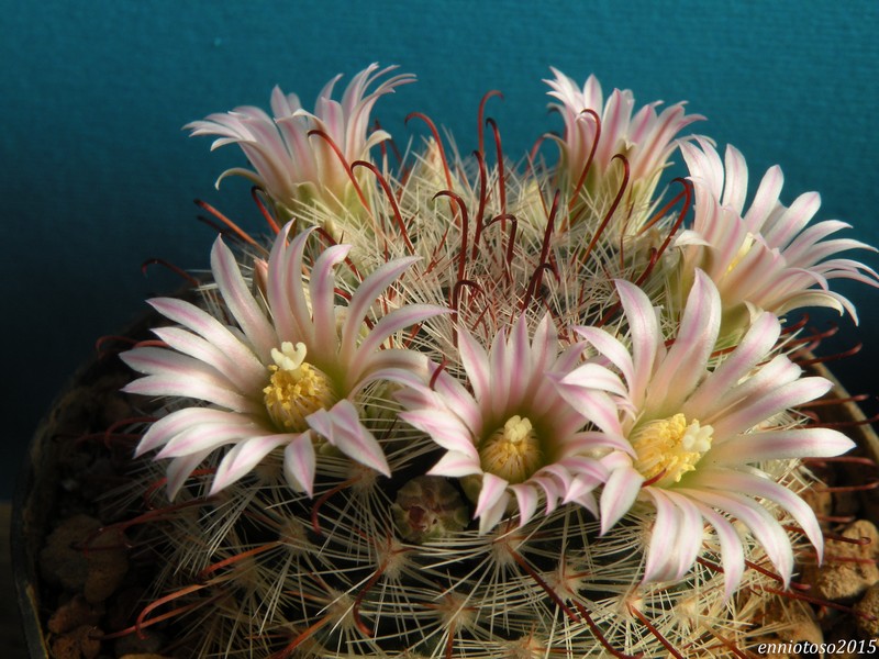 Mammillaria jaliscana LX 535