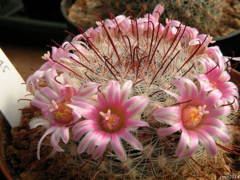 Mammillaria jaliscana SB 1945