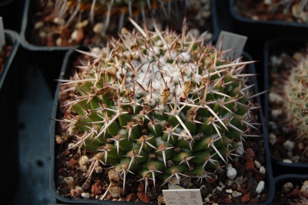 Mammillaria jalpamensis REP 1134