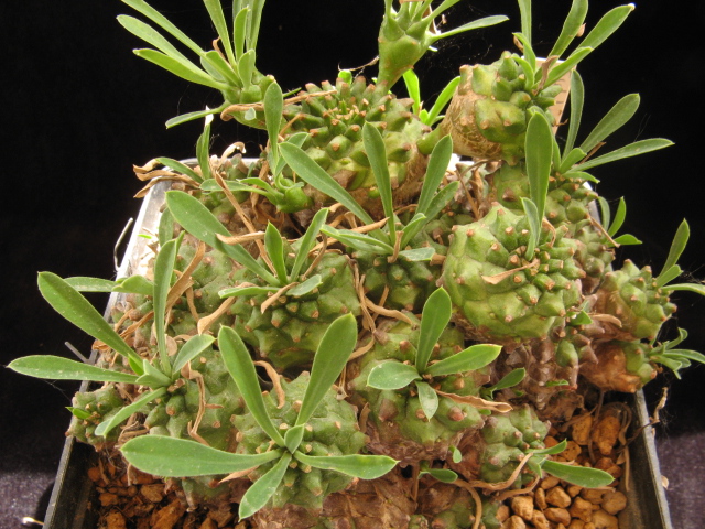 Euphorbia x japonica 