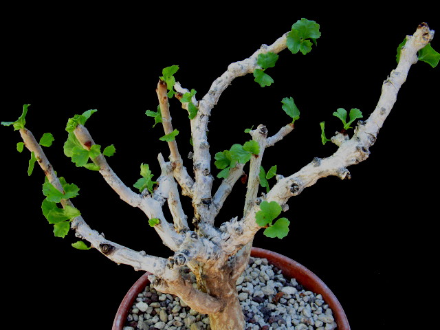 Jatropha pelargoniifolia 