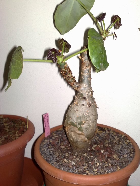 jatropha podagrica 