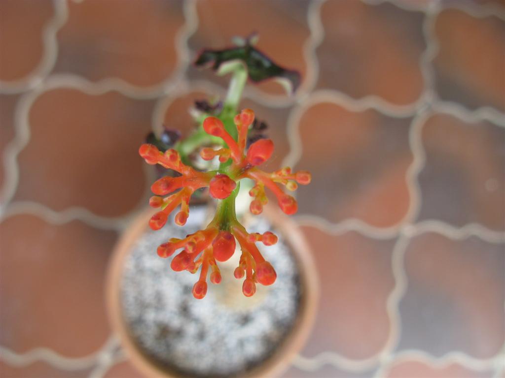 Jatropha podagrica 