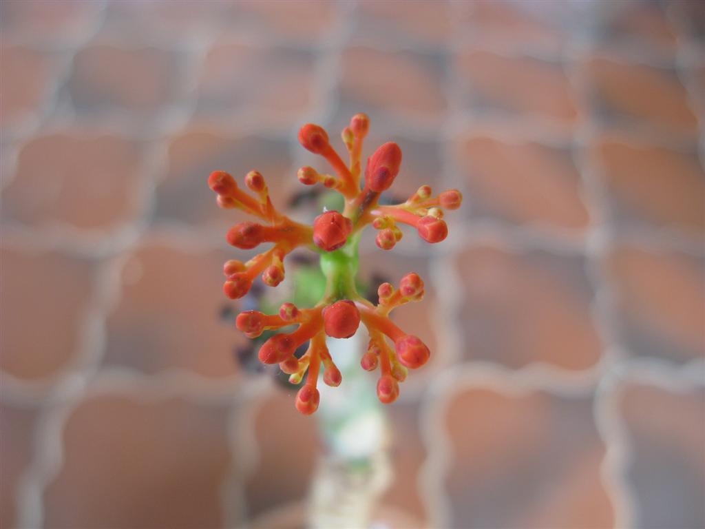 Jatropha podagrica 