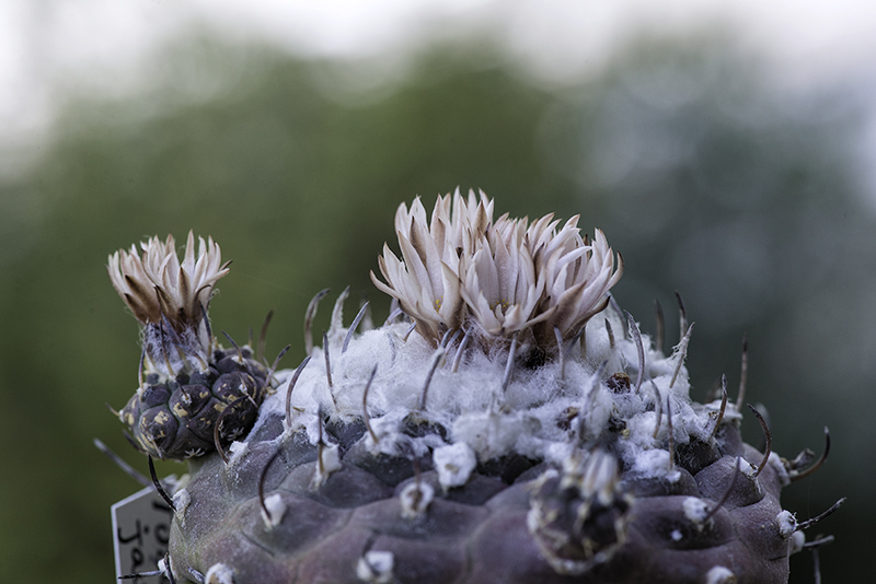 Turbinicarpus jauernigii 