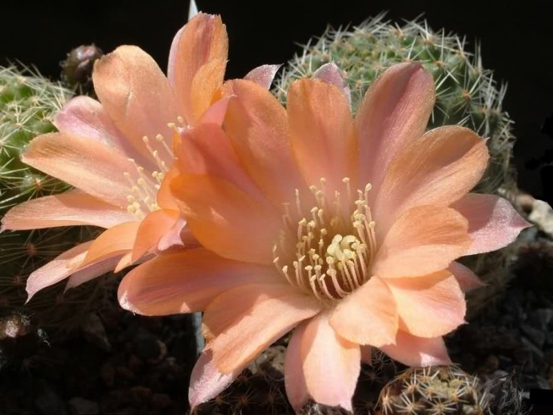 Rebutia pygmaea MN156