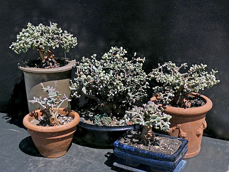 Ceraria pygmaea 