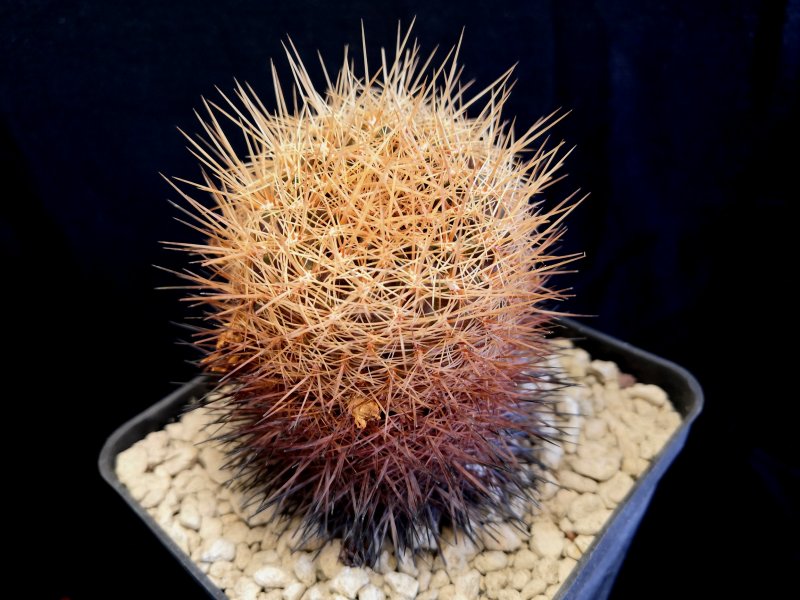 Sulcorebutia steinbachii JD136