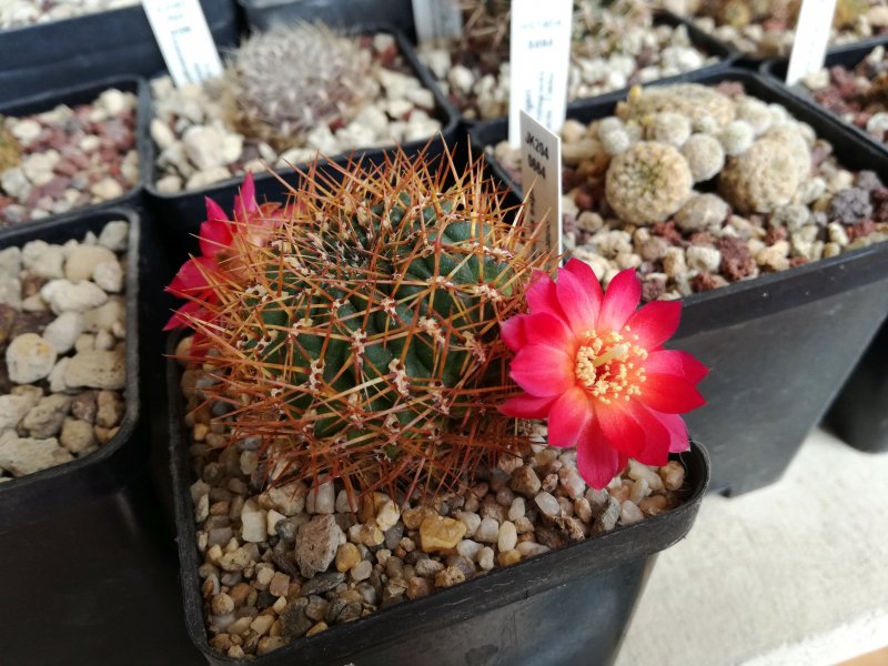 Sulcorebutia vasqueziana ssp. losenickyana JK204