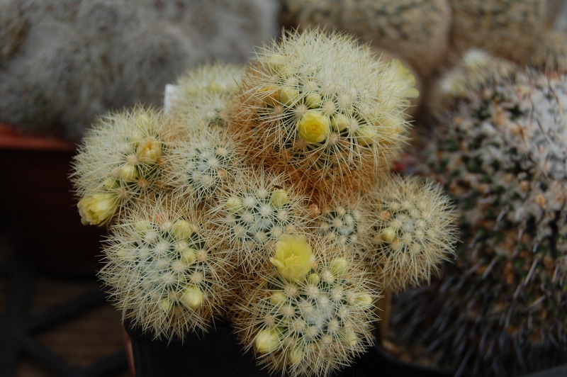 Mammillaria mieheana 