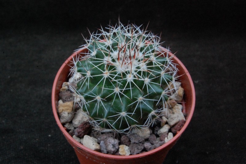 Mammillaria chaletii JMC 5238