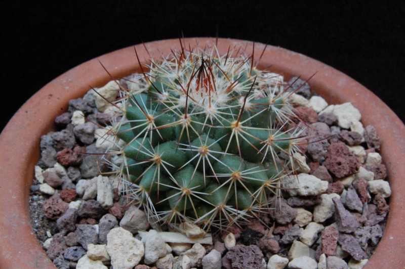 Mammillaria chaletii JMC 4893