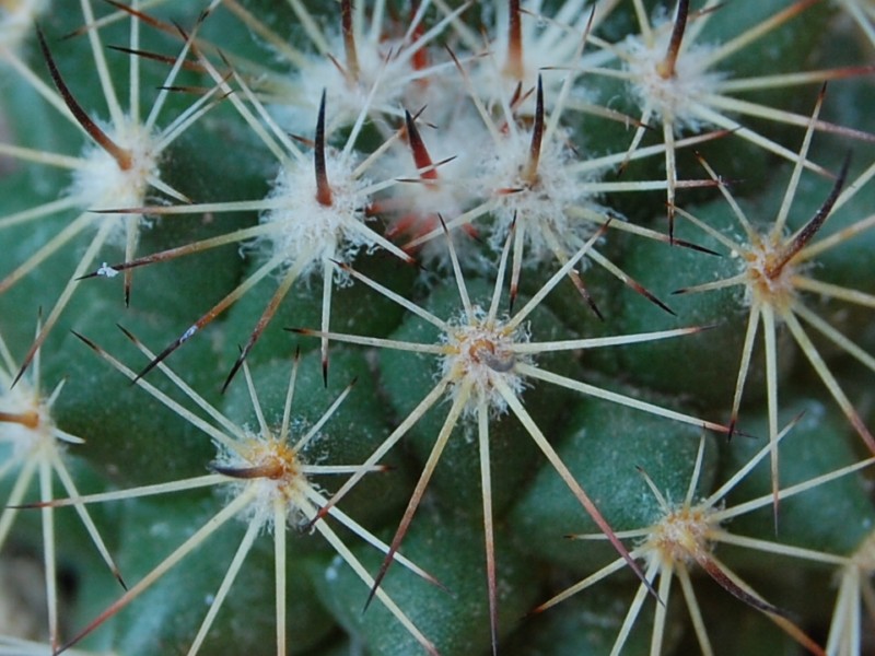Mammillaria chaletii JMC 4893