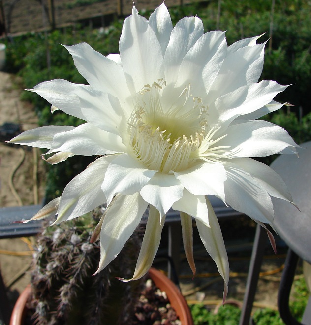 echinopsis cv. haku-jo