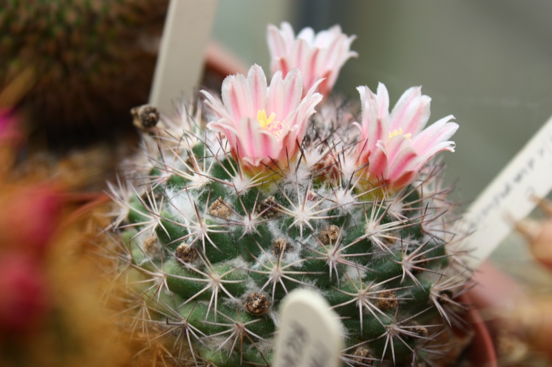 Mammillaria johnstonii v. guaymensis 