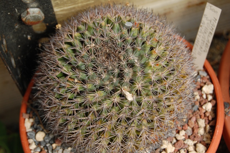 Mammillaria johnstonii v. guaymensis 