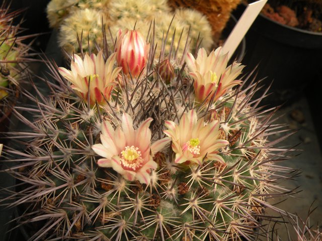 Mammillaria johnstonii v. sancarlensis 