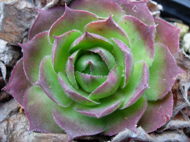 sempervivum juvanii