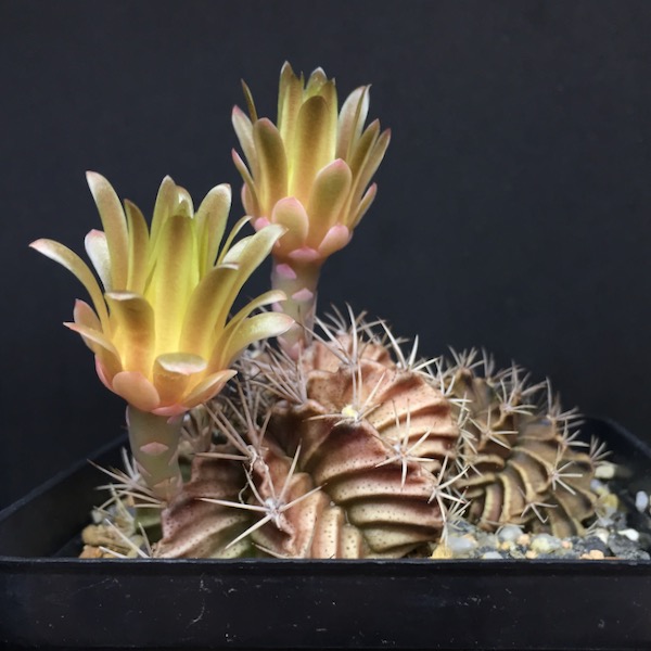 Gymnocalycium mihanovichii v. stenogonum 