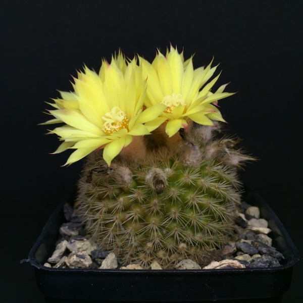 Parodia formosa 