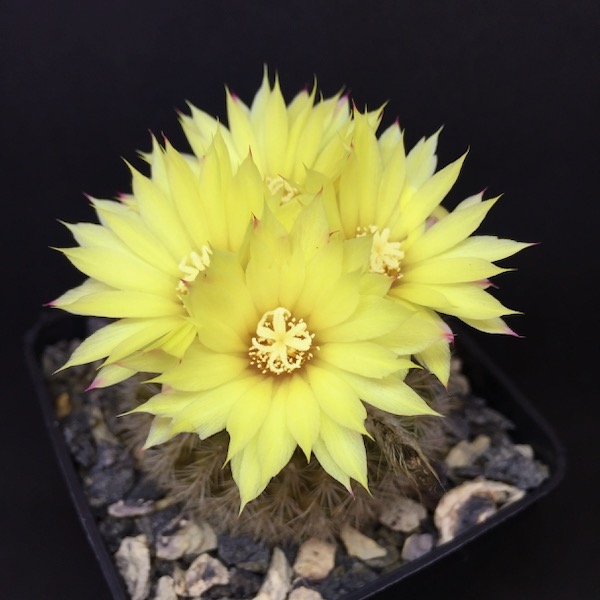 Parodia formosa 