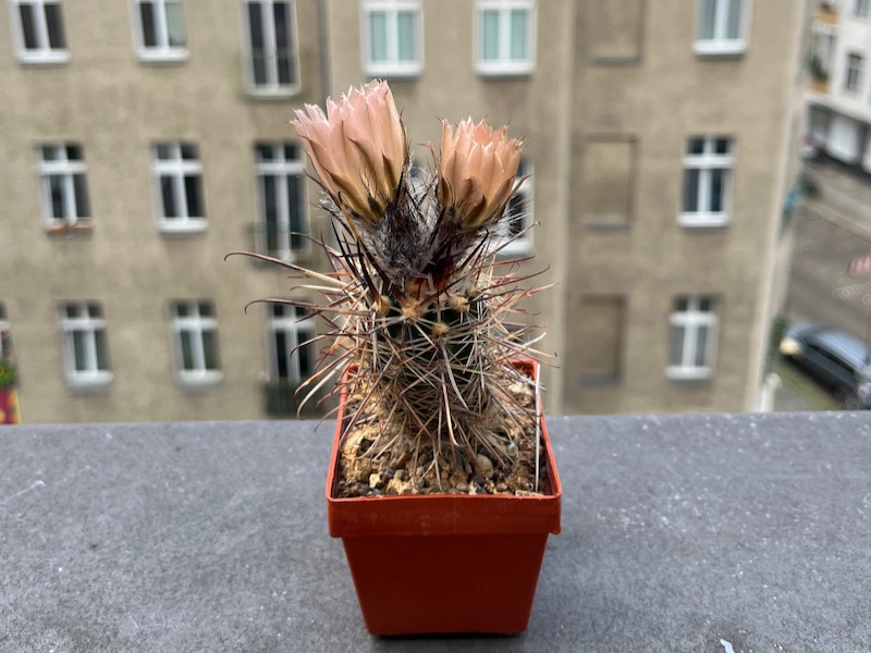Austrocactus bertinii SAR 481
