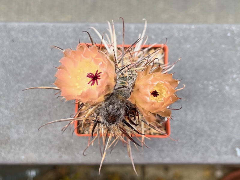 Austrocactus bertinii SAR 481