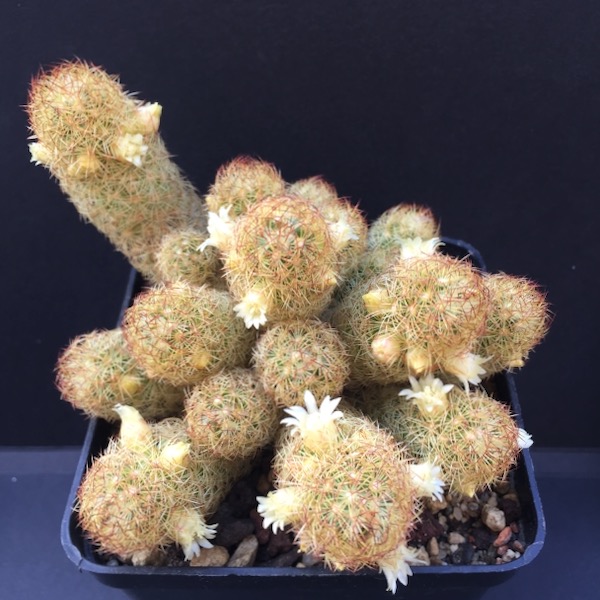 Mammillaria elongata 