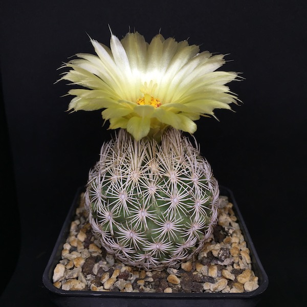 coryphantha echinus