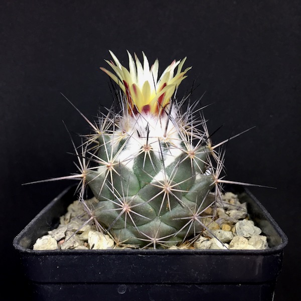 Coryphantha durangensis ZRI111