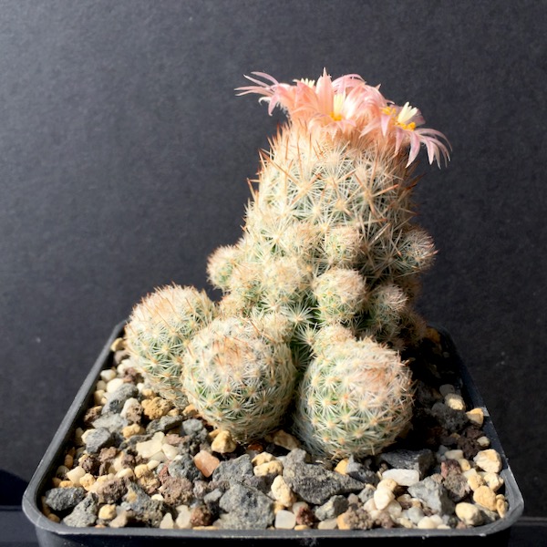 Escobaria sneedii ssp. leei SB397