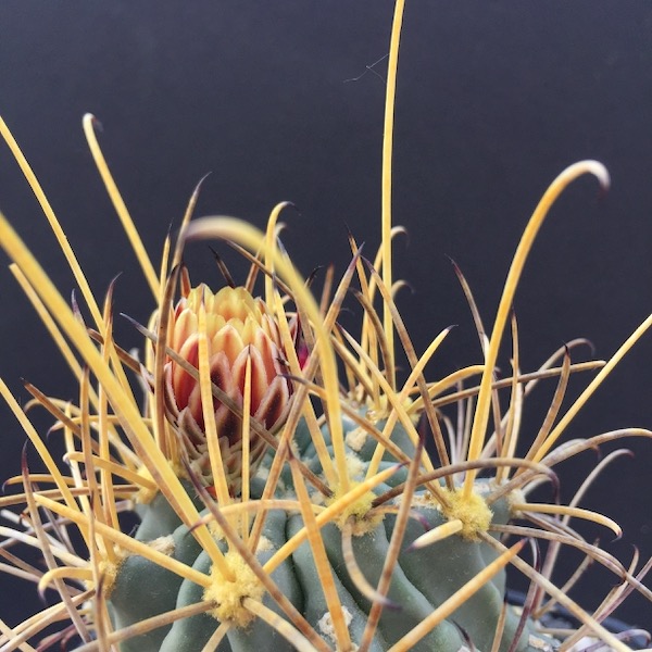 Glandulicactus uncinatus ssp. wrightii SB341