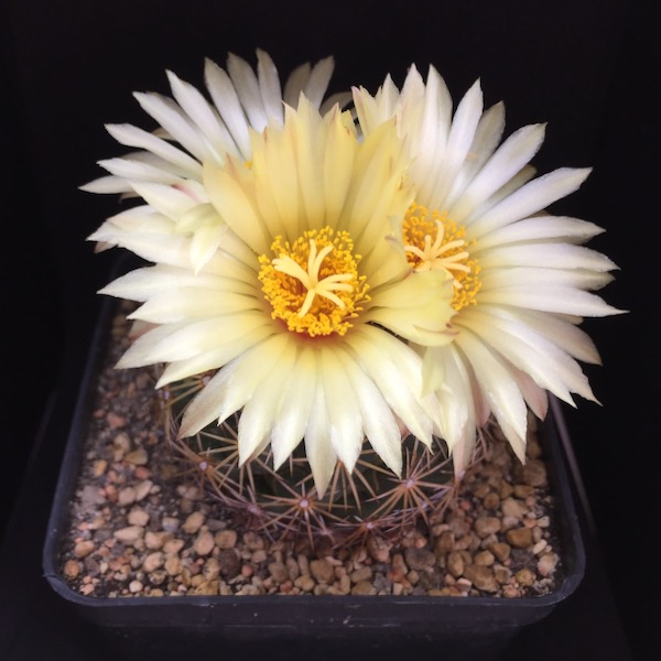 Coryphantha radians LL151