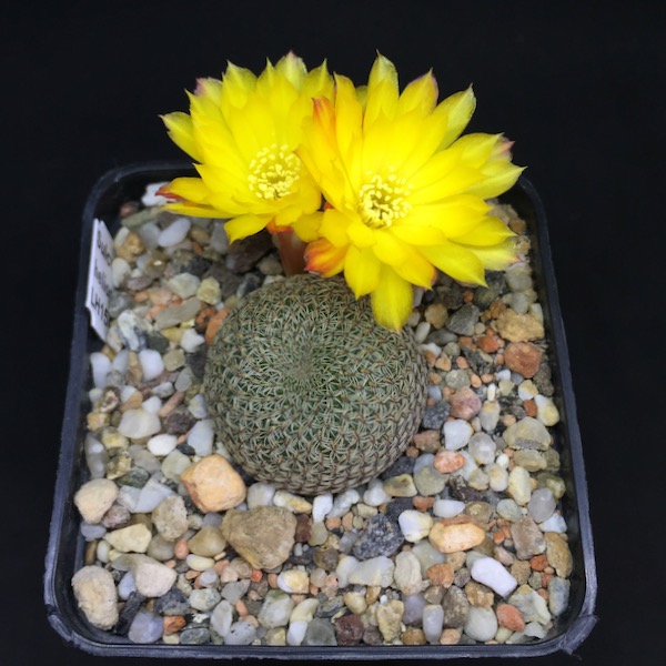 Sulcorebutia heliosoides LH1544