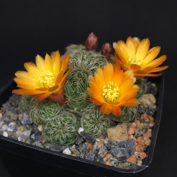 sulcorebutia azurduyensis