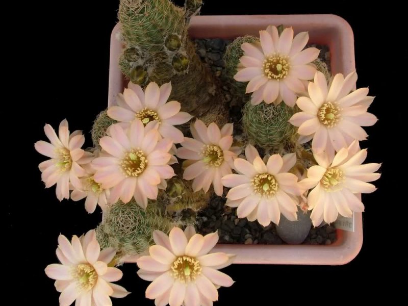 Rebutia pygmaea MN229