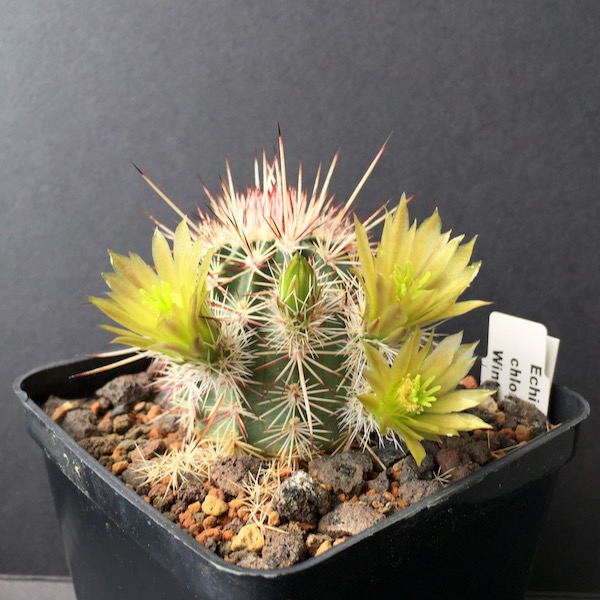 Echinocereus  chloranthus v. longispinus 