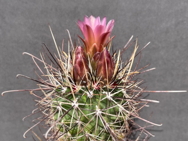 Sclerocactus parviflorus 