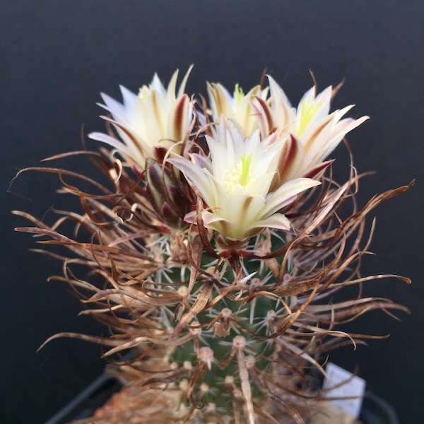 Toumeya papyracantha FH83