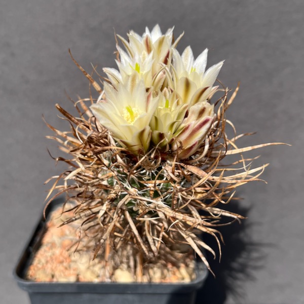 toumeya papyracantha