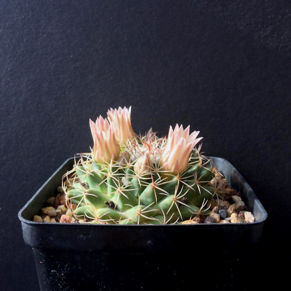 Mammillaria meiacantha JRT5191